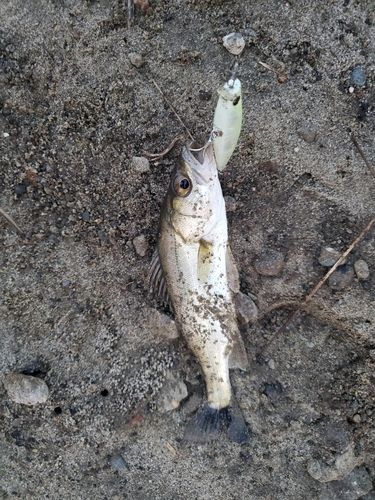 スズキの釣果