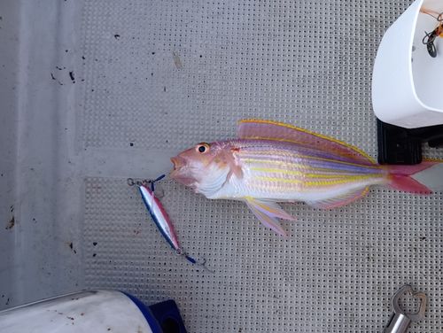 タイの釣果