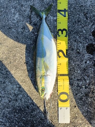 フクラギの釣果