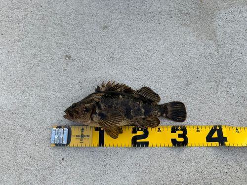 ベッコウゾイの釣果