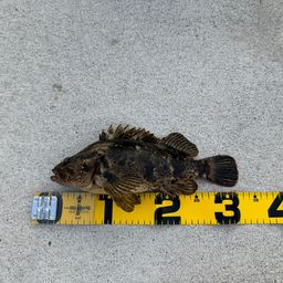 ベッコウゾイ