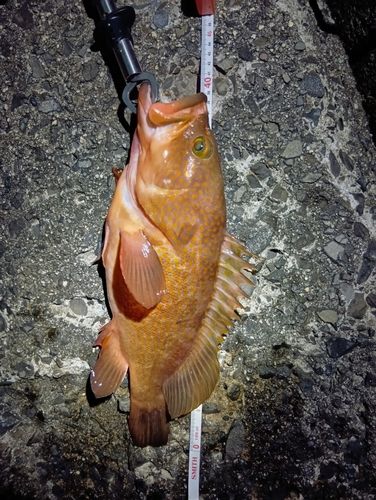 アコウの釣果