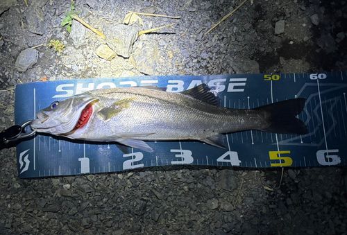 フッコ（ヒラスズキ）の釣果