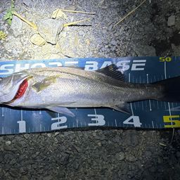 フッコ（ヒラスズキ）