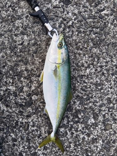 ヤズの釣果