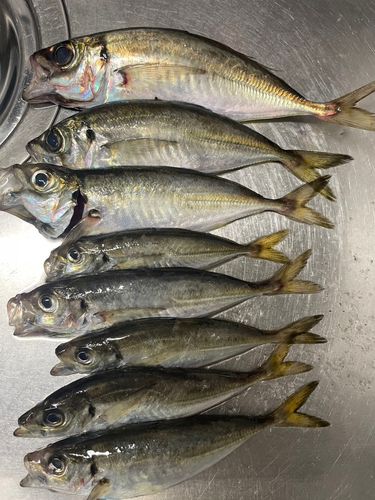 アジの釣果