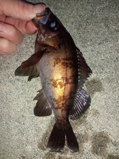 メバルの釣果