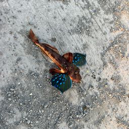 ホウボウ