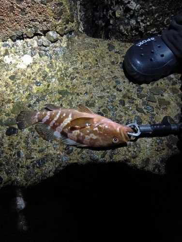アコウの釣果