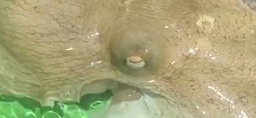 マダコの釣果
