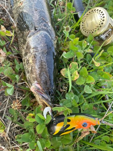 ライギョの釣果