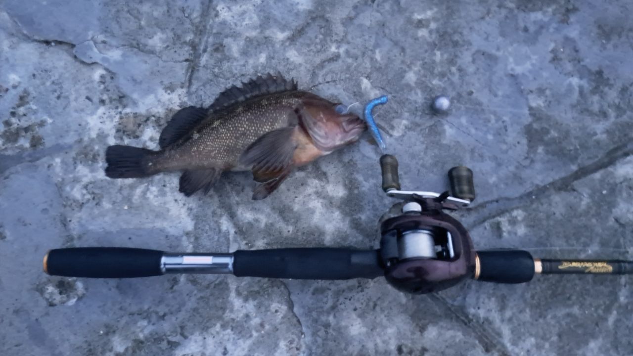 Megabass デストロイヤー F6-67Xの最安値・インプレ・釣果