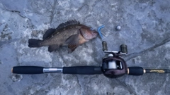 クロソイの釣果