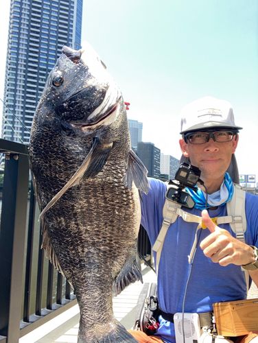 チヌの釣果