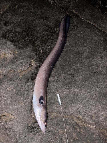 ダイナンアナゴの釣果