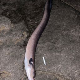 ダイナンアナゴ