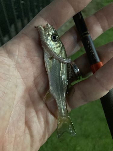 セイゴ（マルスズキ）の釣果