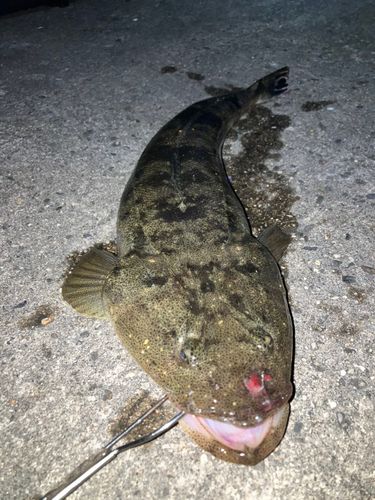 マゴチの釣果