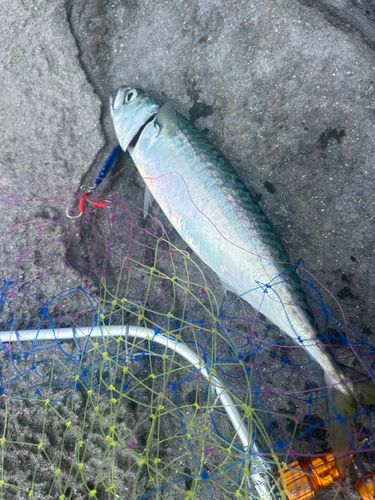 サバの釣果