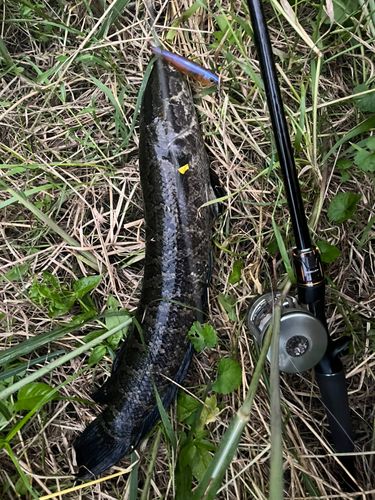 ライギョの釣果