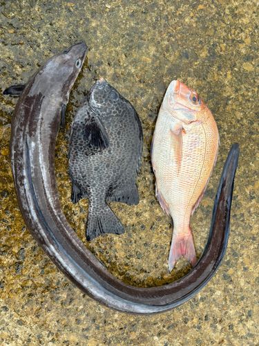 イシガキダイの釣果