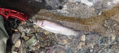 イワナの釣果