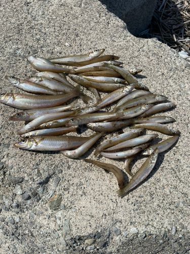 キスの釣果
