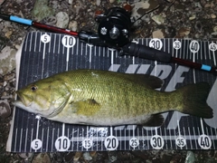 スモールマウスバスの釣果