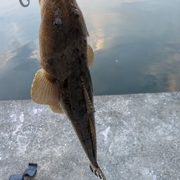 マゴチ