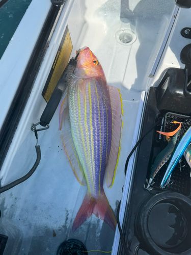 イトヨリダイの釣果