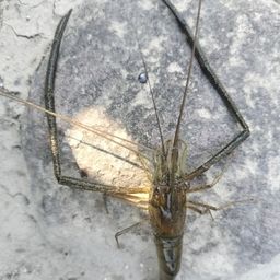 テナガエビ