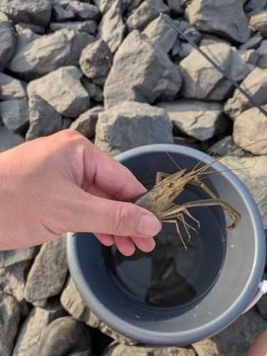 テナガエビの釣果