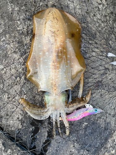 アオリイカの釣果