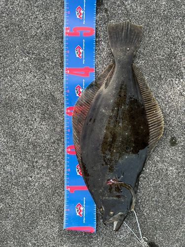 ヒラメの釣果