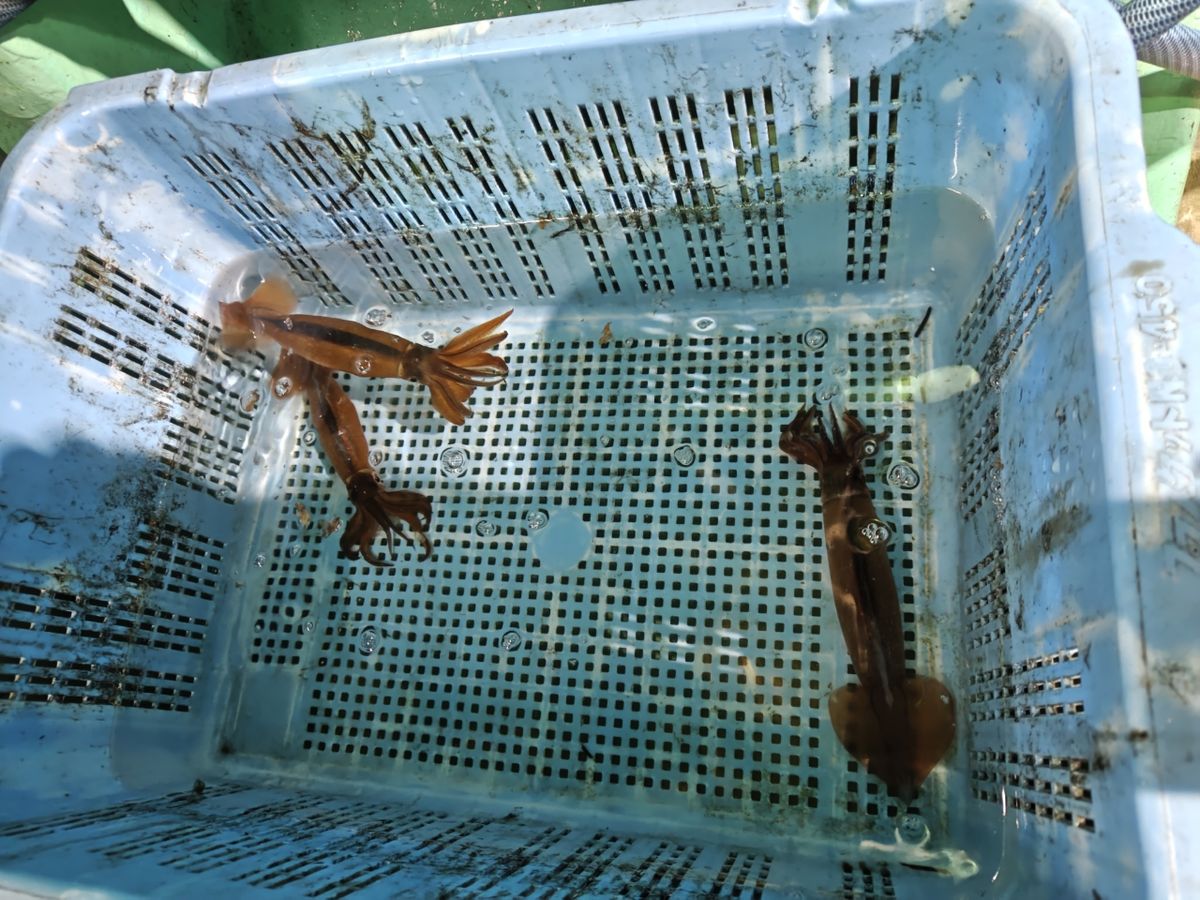 スズキーノさんの釣果 1枚目の画像