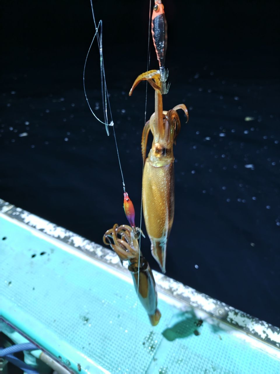 スズキーノさんの釣果 2枚目の画像