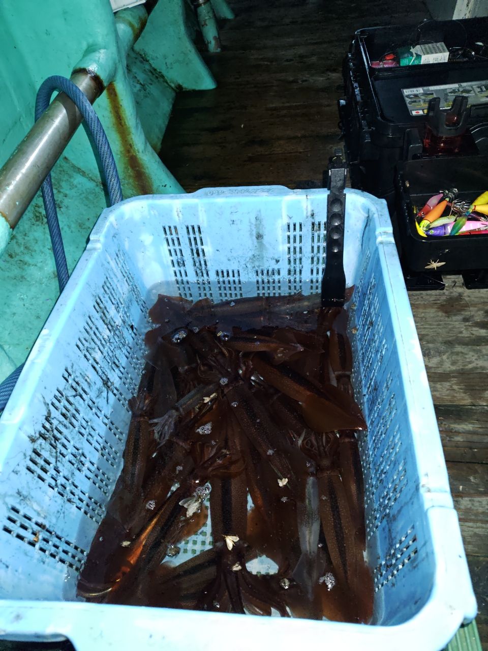 スズキーノさんの釣果 3枚目の画像