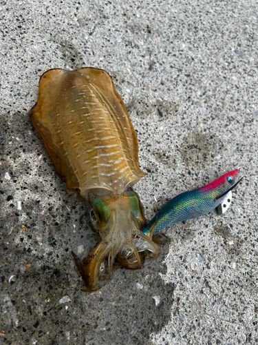 アオリイカの釣果