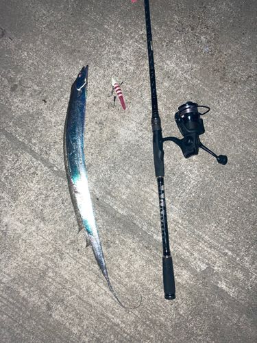 タチウオの釣果