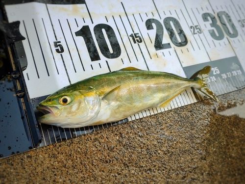 ヤズの釣果