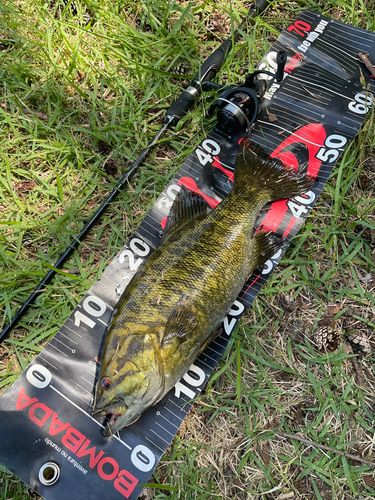 スモールマウスバス