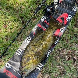 スモールマウスバス