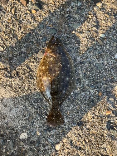 ヒラメの釣果