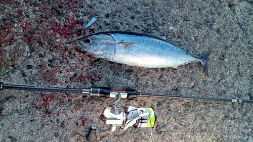 ソウダガツオの釣果