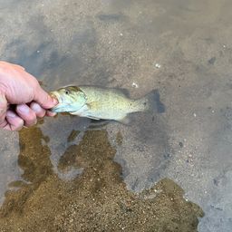 スモールマウスバス