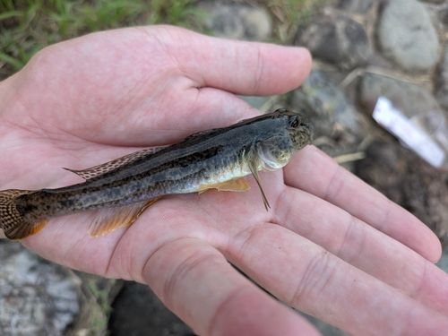 マハゼの釣果