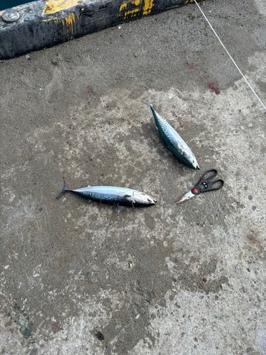 ソウダガツオの釣果