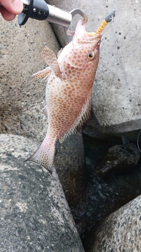 オオモンハタの釣果