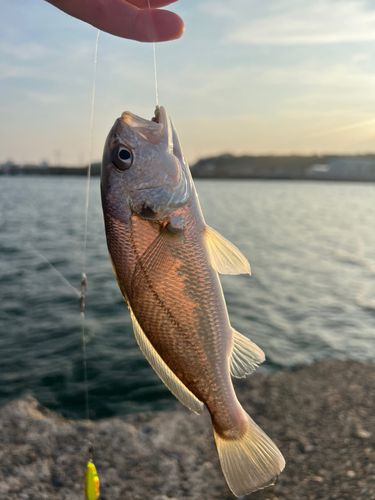 イシモチの釣果