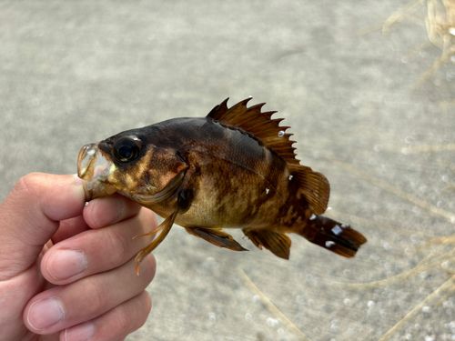 メバルの釣果